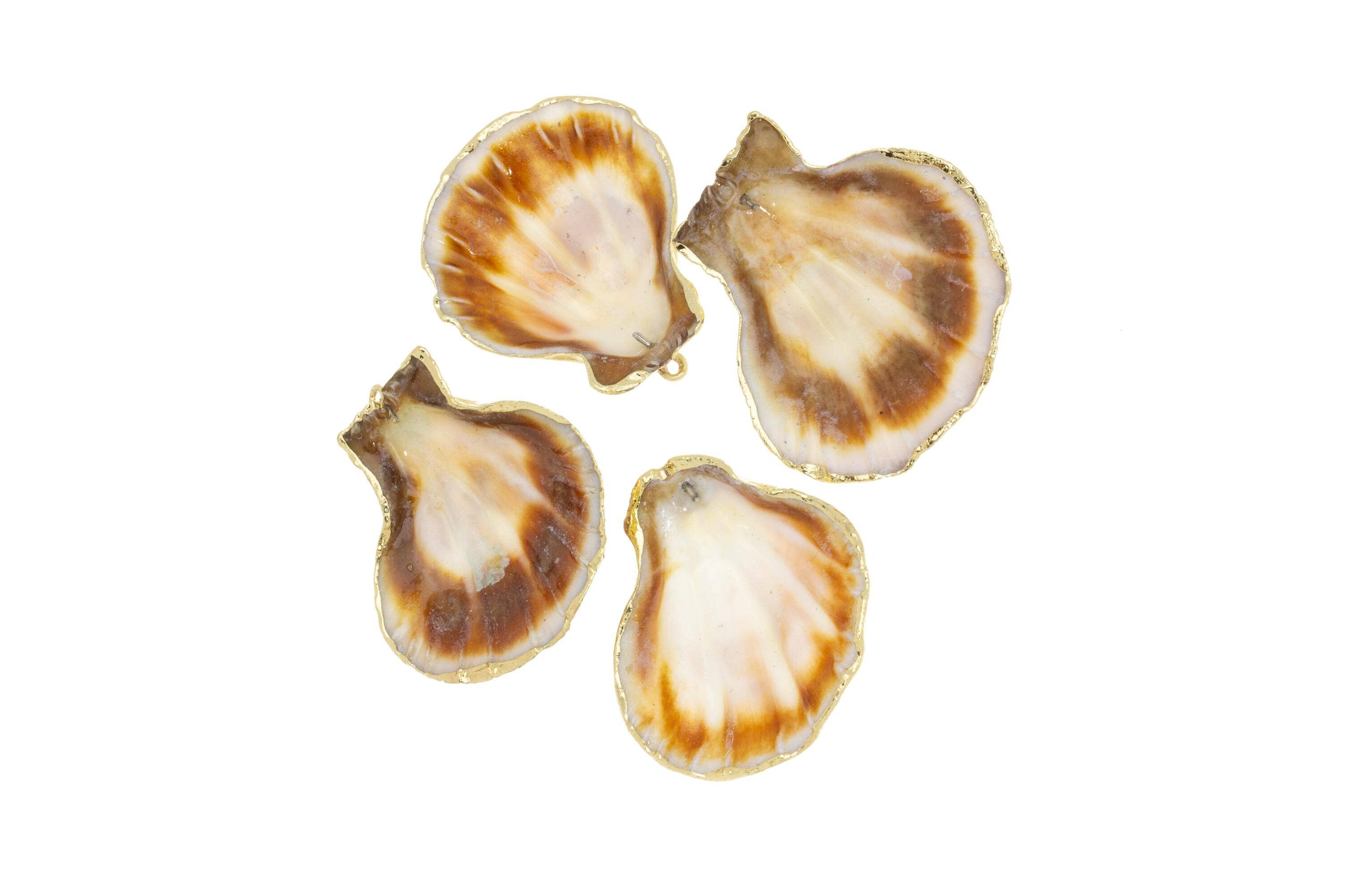 Scallop Shell Charms for Wind Chimes and Jewelry CPG736