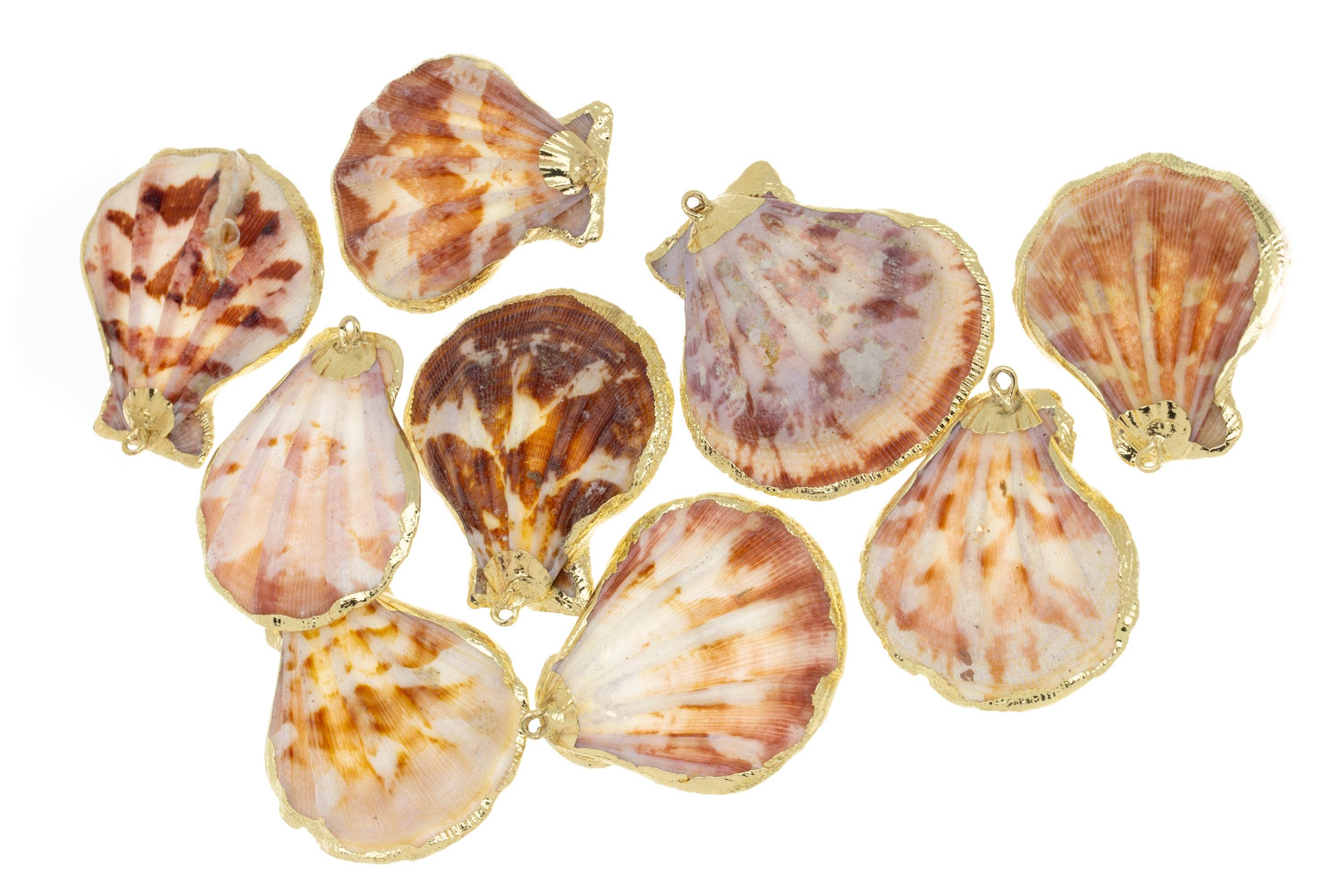 Scallop Shell Charms for Wind Chimes and Jewelry CPG736